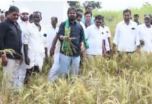 Former Minister V Srinivas Goud Inspected Withered Crops in Hanwada, Backs Farmers’ March for Irrigation Water 11 WhatsApp Image 2026 10 23 at 5.18.50 PM e1792757268222